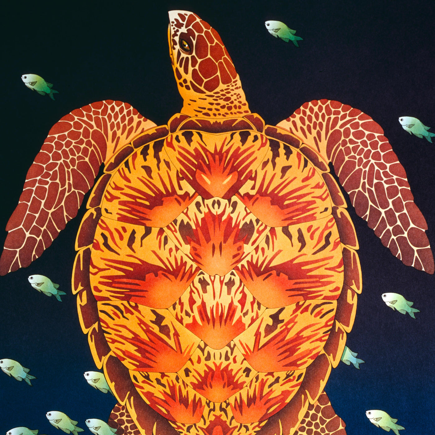 Hawksbill Sea Turtle - by Dan Gilbert